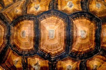 Can Turtles and Tortoises Live Without Their Shells? -TortoiseOwner.com