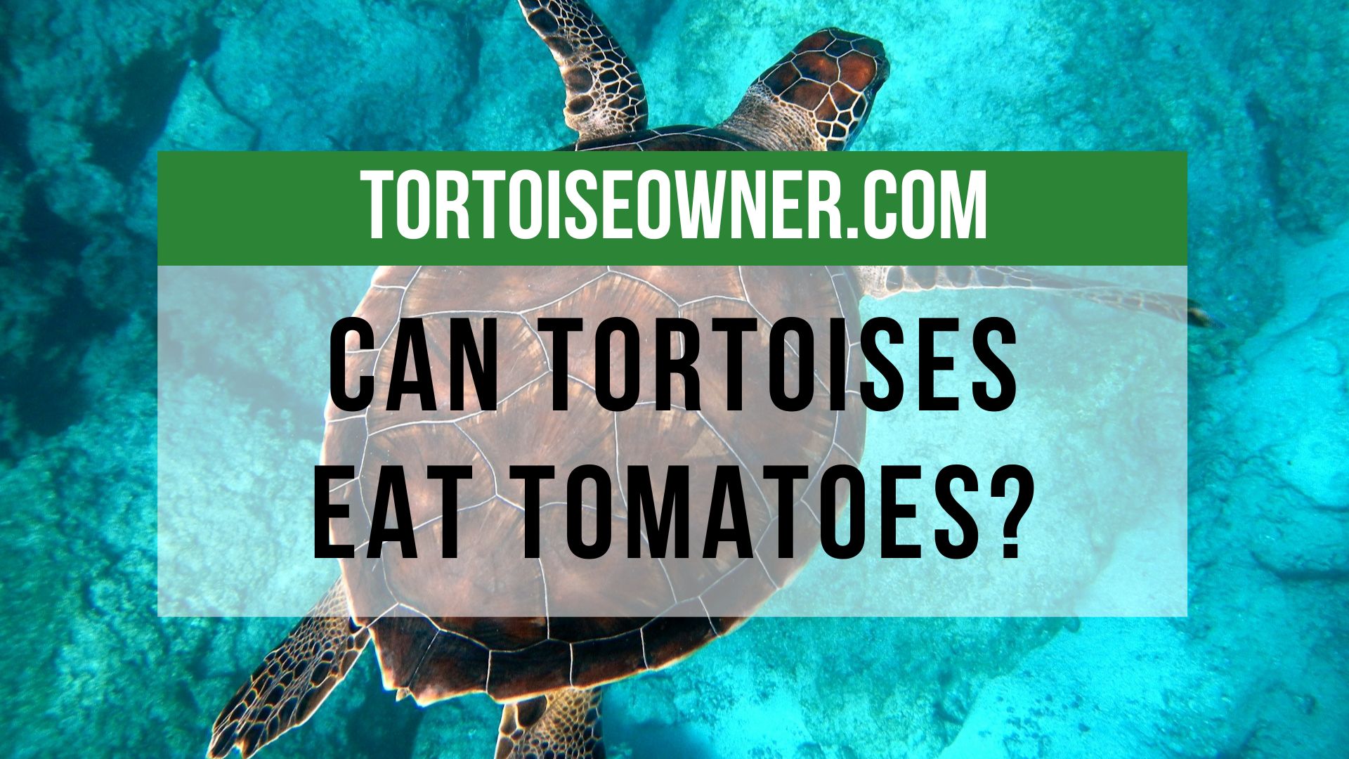 Image showcasing Can Turtles Eat Carrots? Explore Feeding Carrots to Pet Turtles ...