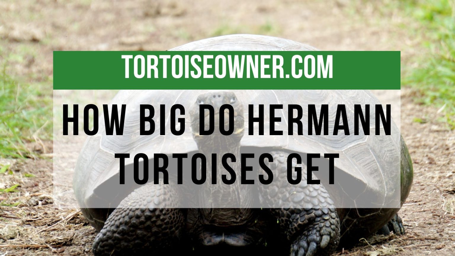 How Big Do Hermann Tortoises Get Ultimate Hermann Tortoise Care Guide Tortoise Owner