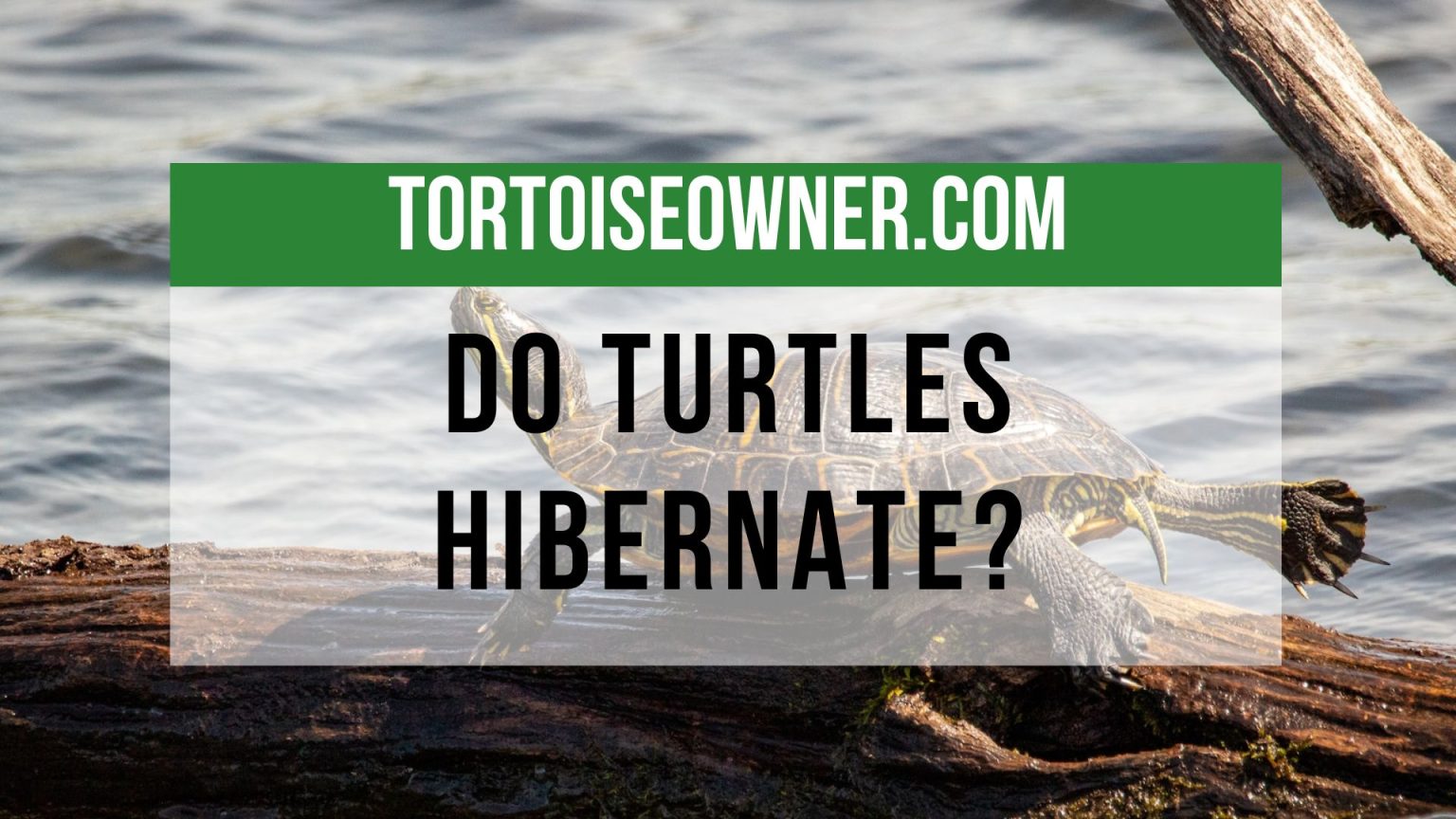 Do Turtles Hibernate? Unfolding the Mysteries of Turtle Hibernation