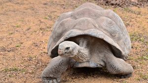 Discovering How Long Do Sulcata Tortoises Live: Lifespan, Care, and