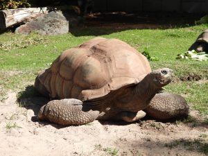 Discovering How Long Do Sulcata Tortoises Live: Lifespan, Care, and